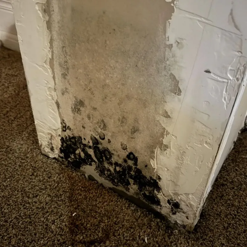 Professional Mold Removal in Lubeck, WV